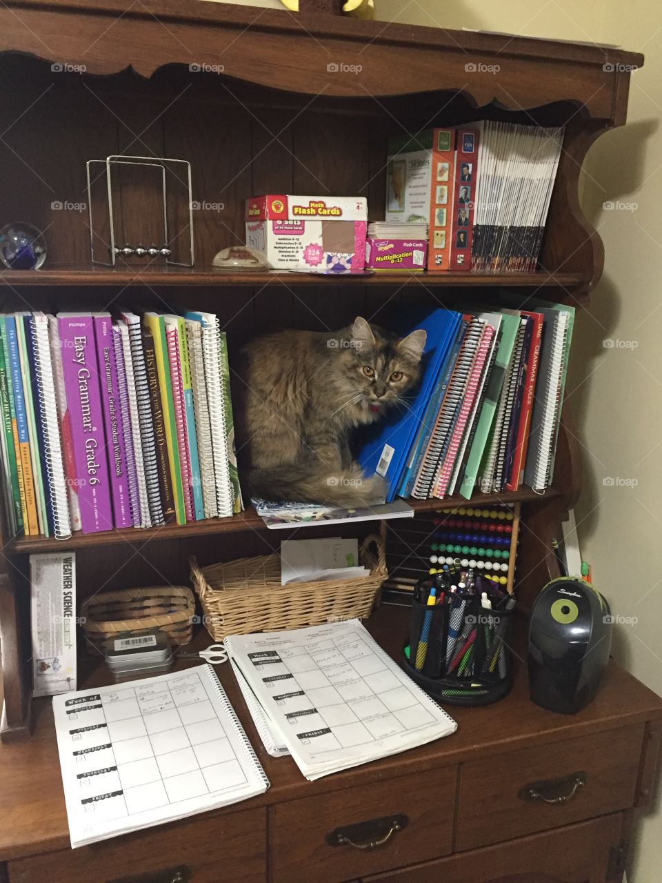 A cute, fluffy kitty sitting on the book shelf of the desk.