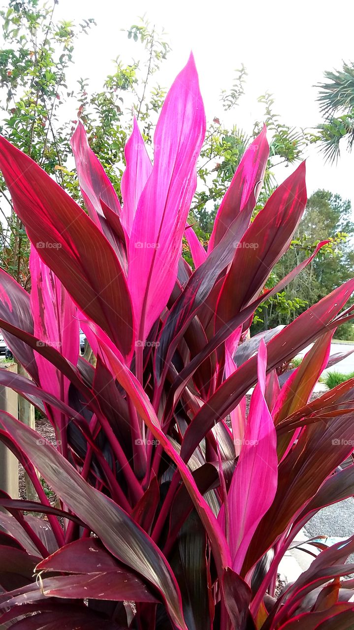 red and pink leaves