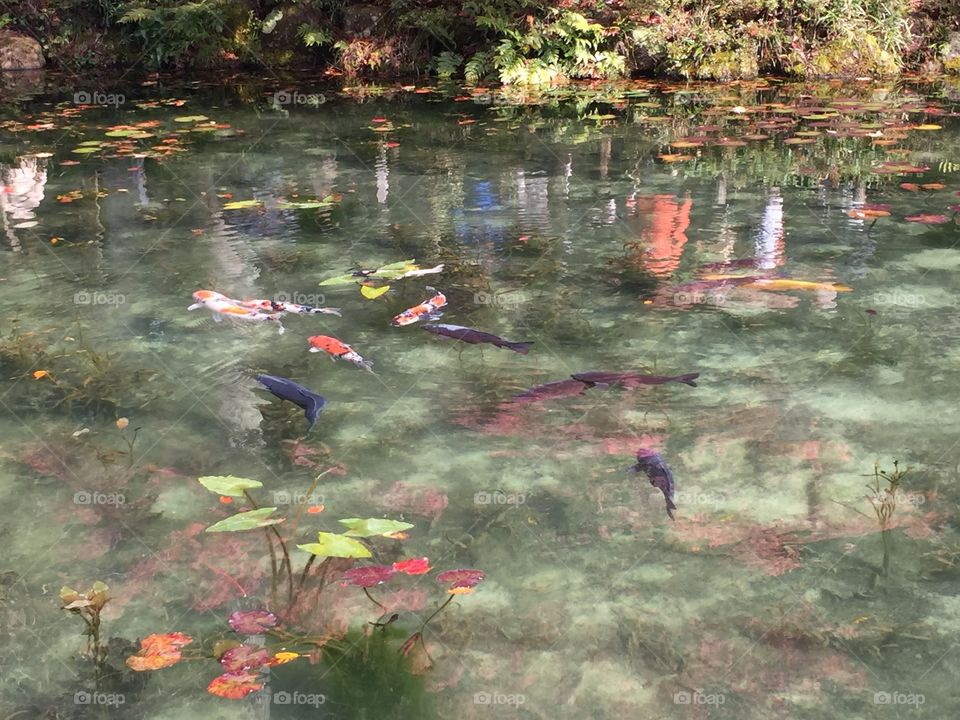Monet pond
