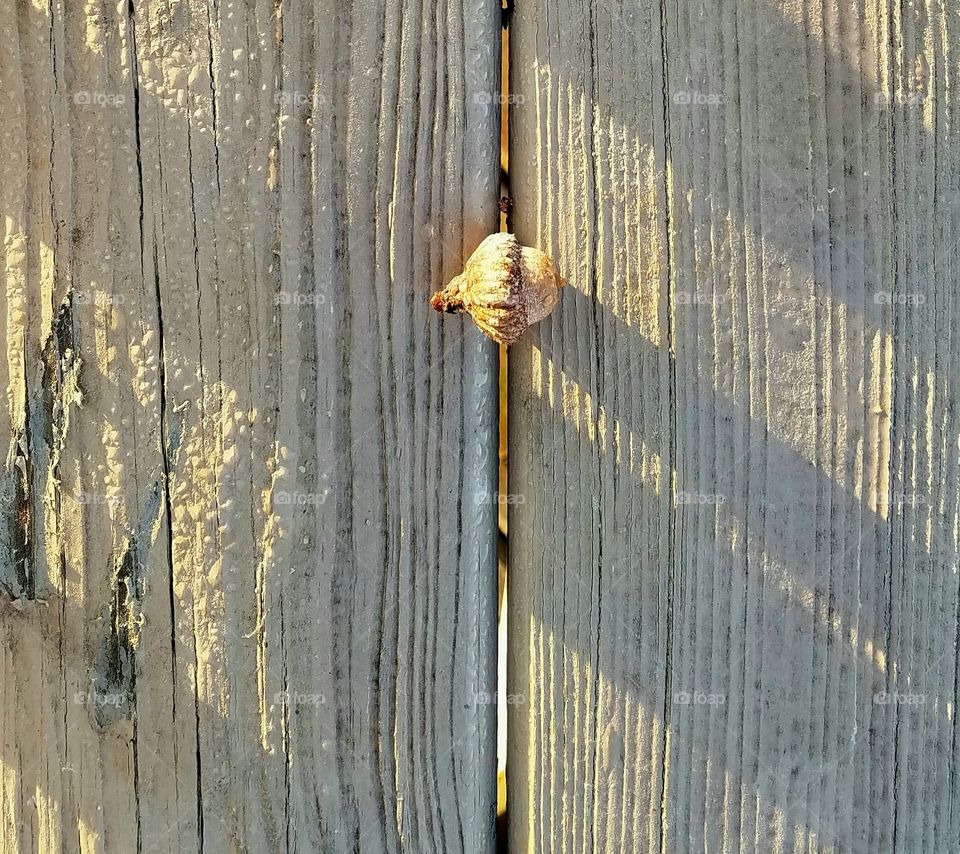 acorn on dock