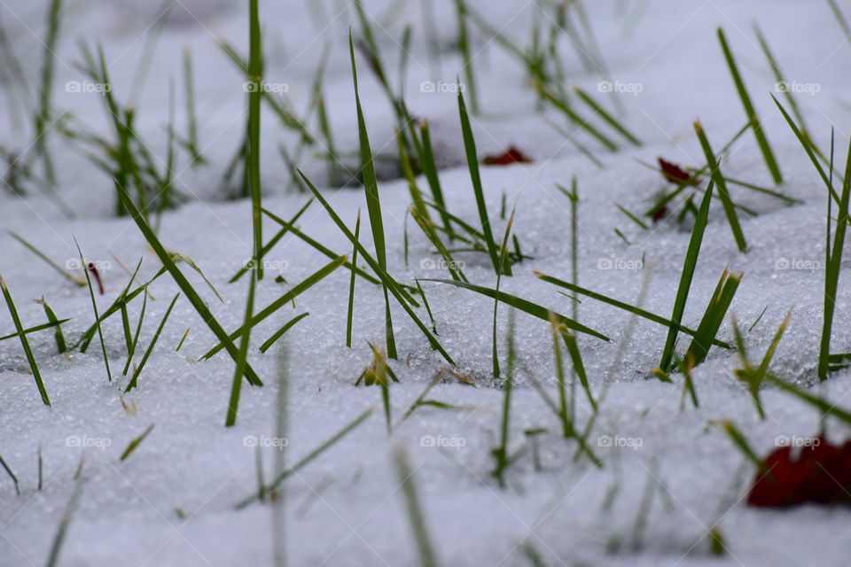 Blades of grass standing through a new layer of icy snow.