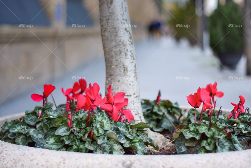 Beautiful red flowers in the city 