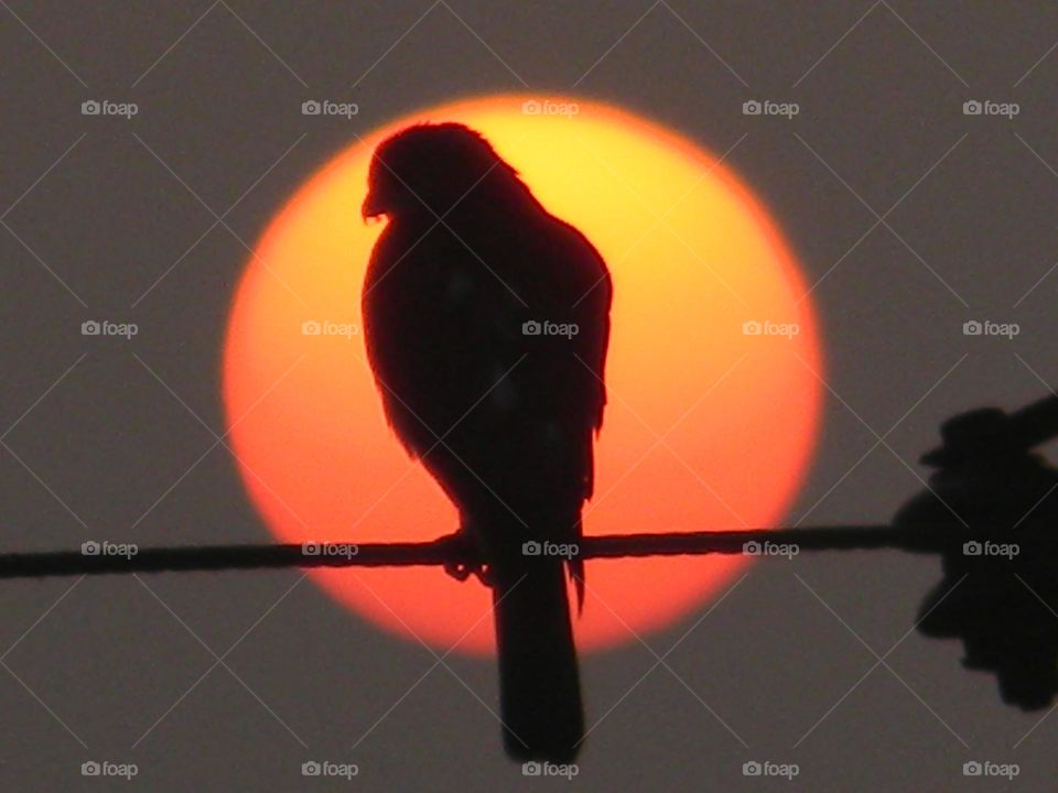 Perfect shot showing urban nature wildlife.🤩 There's a eagle in frame sitting on electric wire.💥