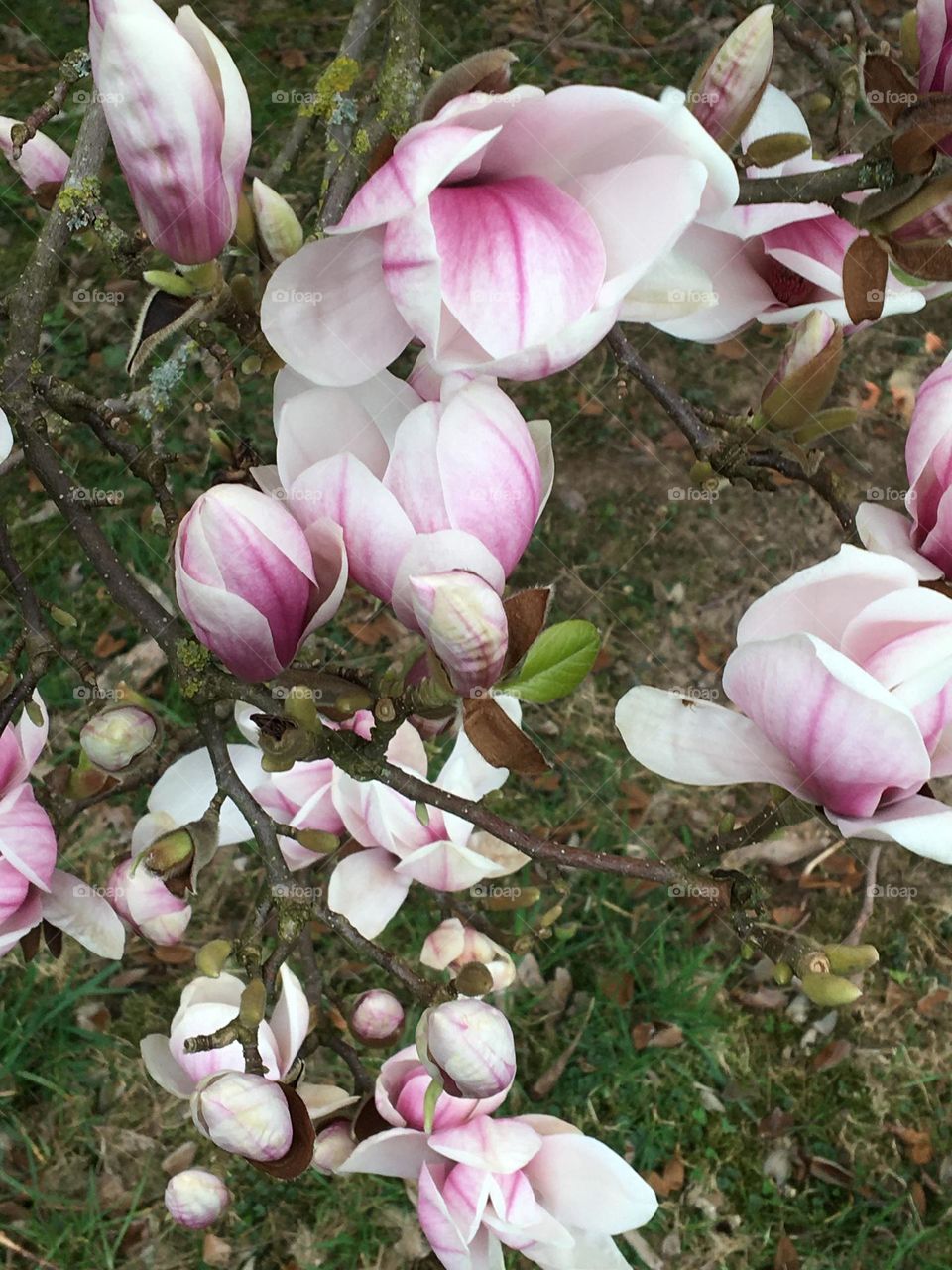 Magnolia in bloom 