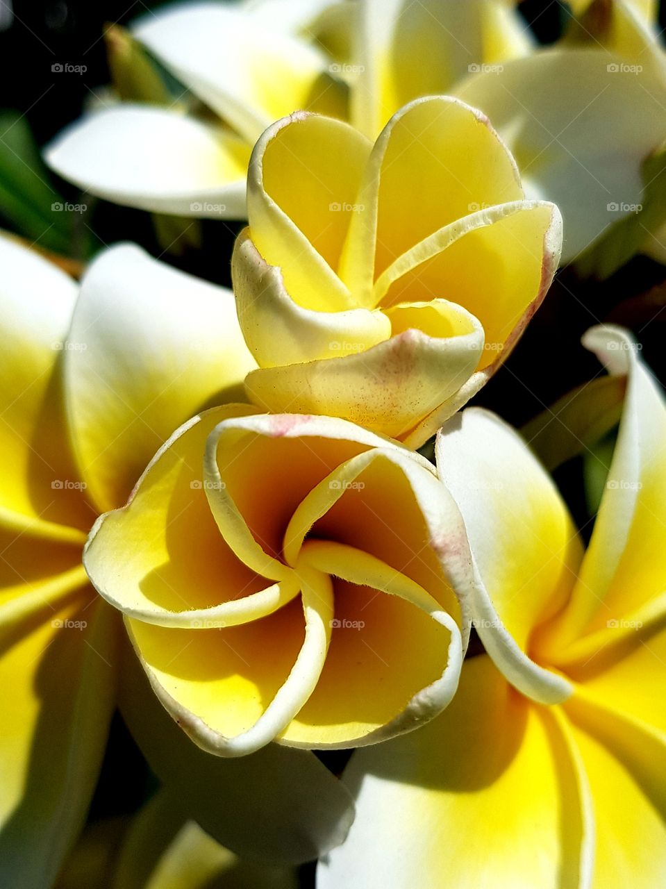 jasmin flowers - flowers from Brazil