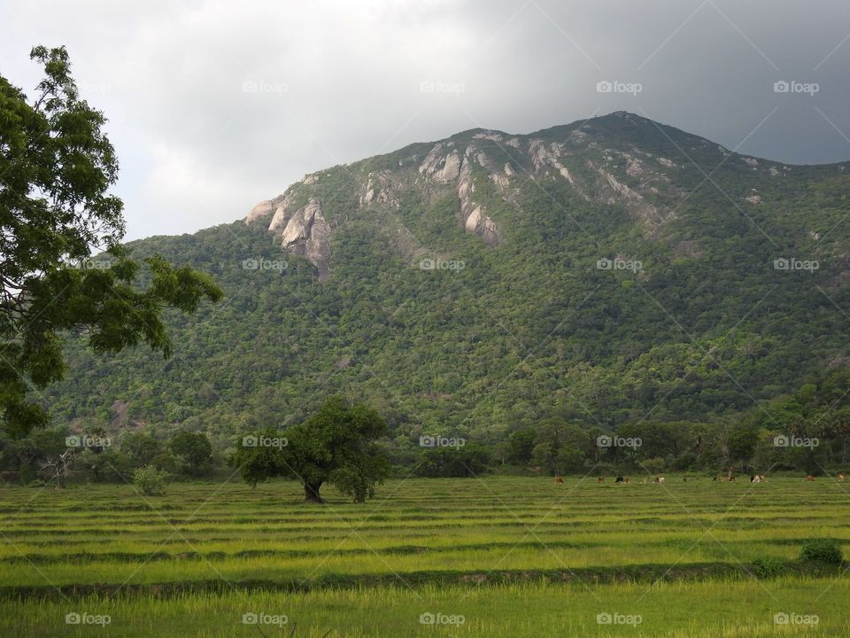 This is one of my favourites places. Paddy field a joinig forest and mountain.