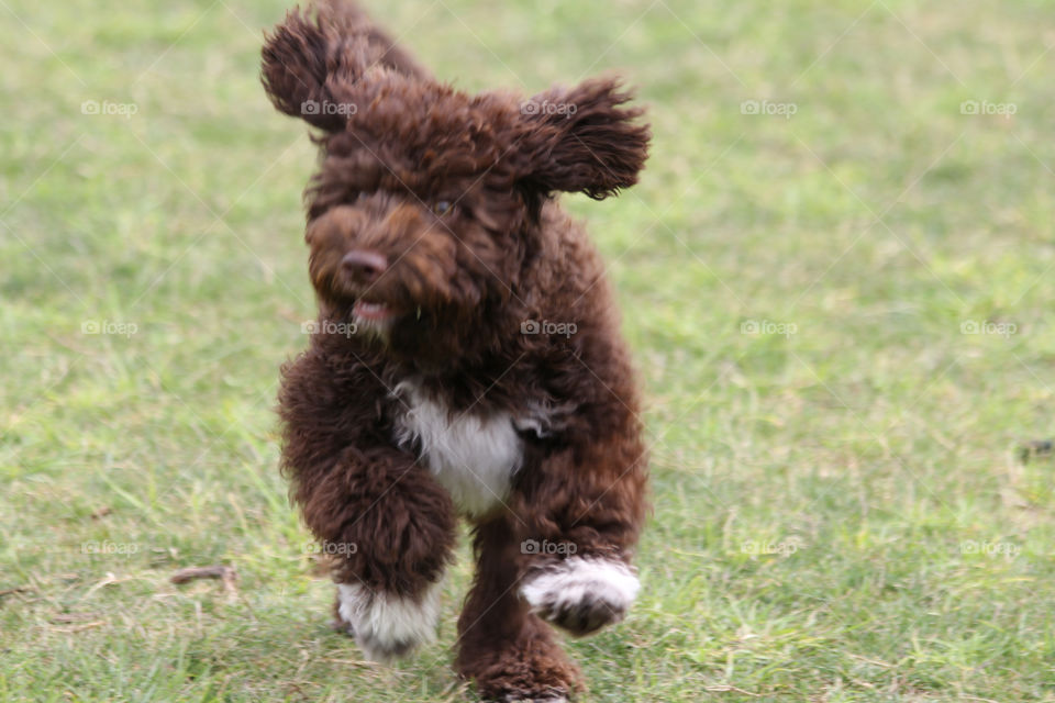 Happy Lagotto puppy at the local dog park