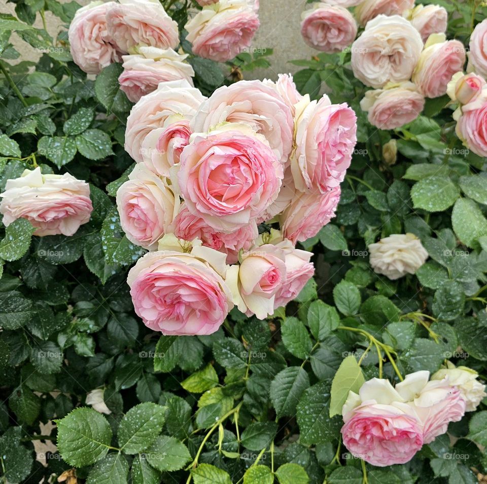 rosiers en Normandie