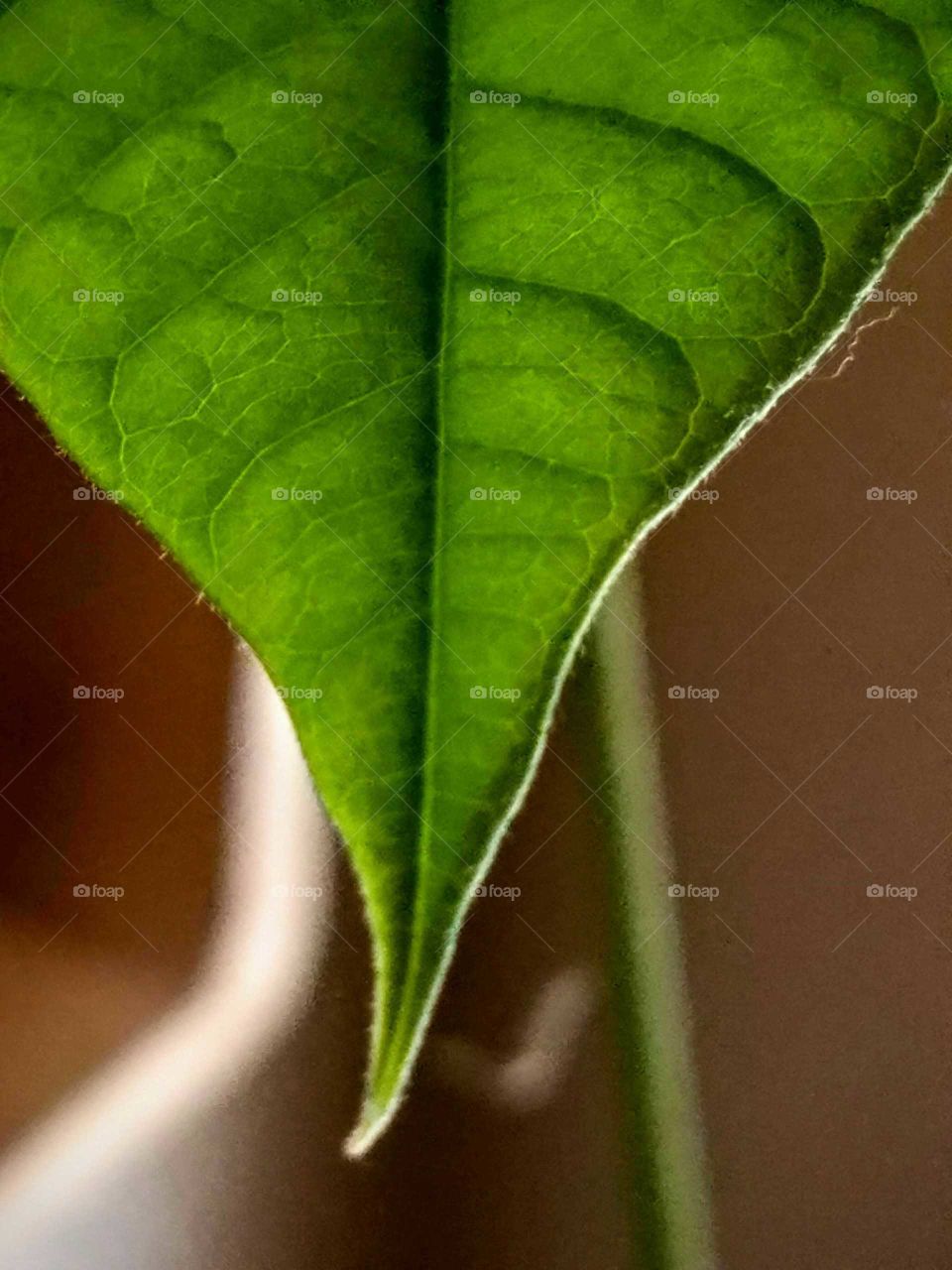 Green Leaf