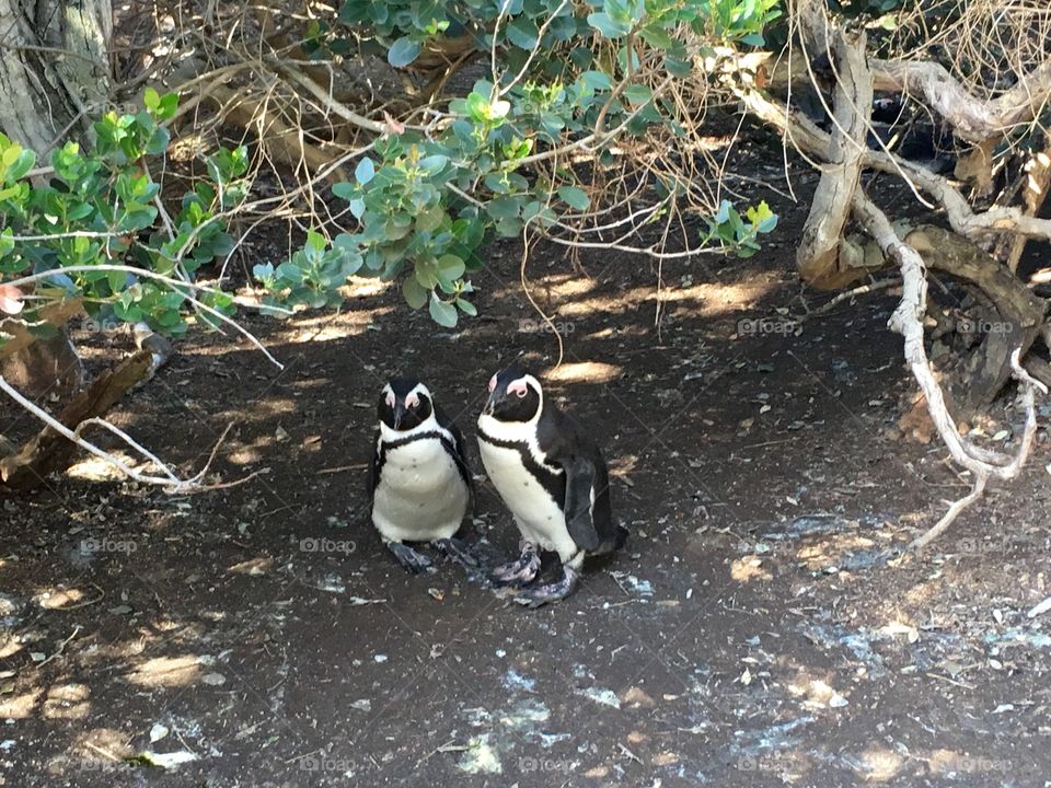 Penguins, Simon’s Town, South Africa