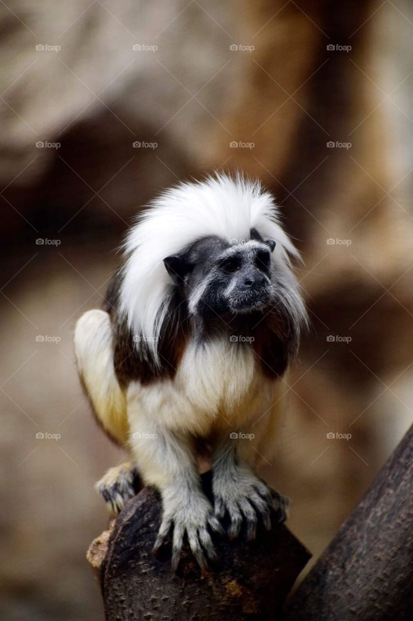 monkey resting at zoo