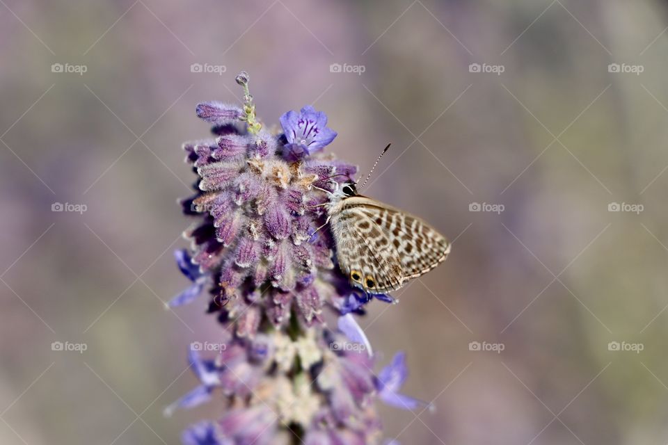 Nice Butterfly on lavender