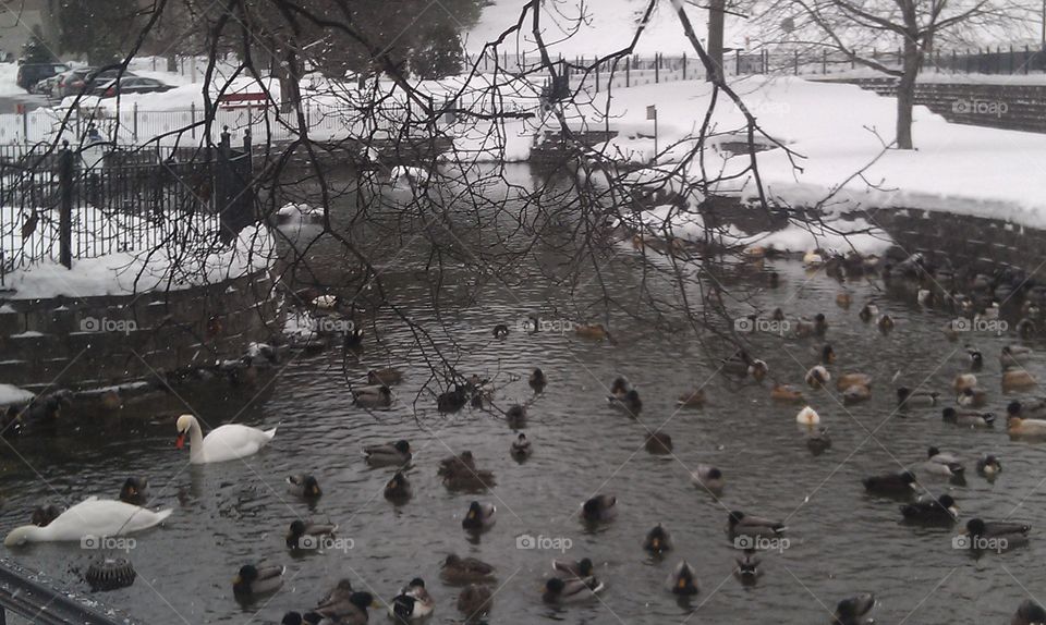 ducks. ducks and swans in winter