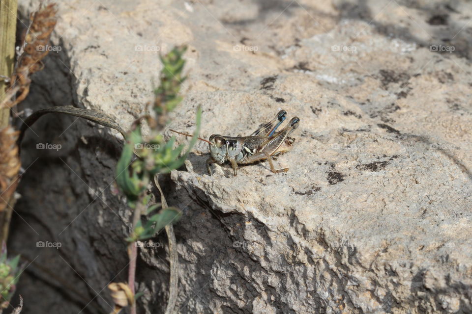 Brown Grasshopper on Rock