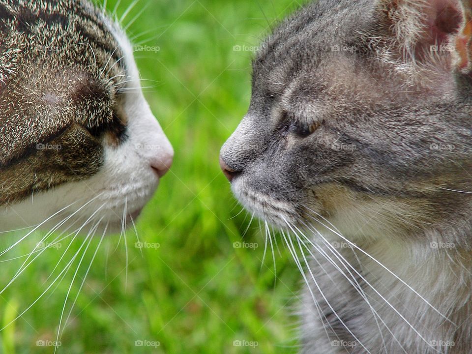 Close-up of tabby cats looking at each other