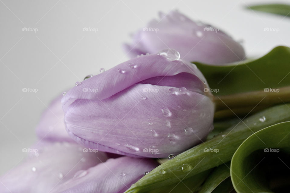 Close-up of tulip flower with water drop