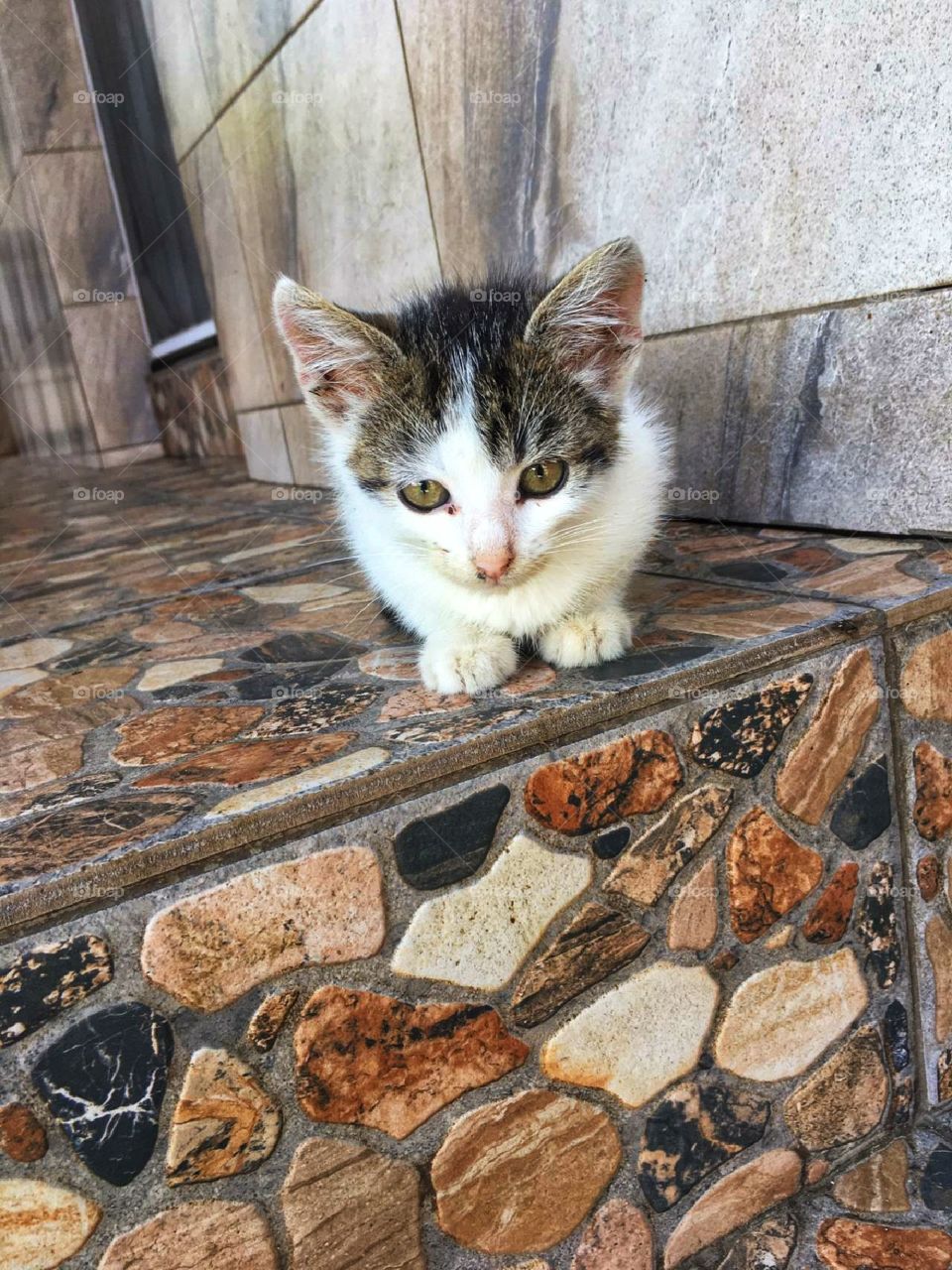 Lovely cat waiting home for his owner