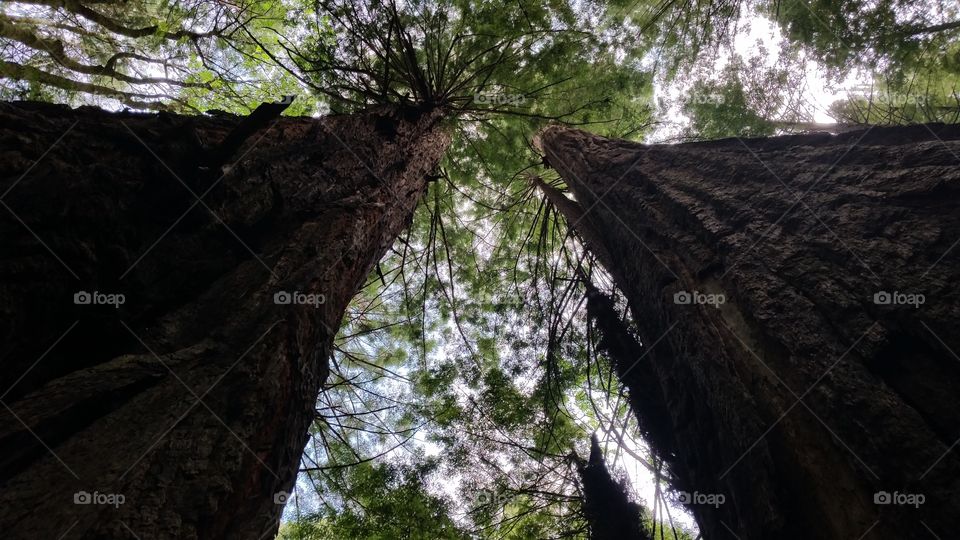 Redwood Giants. Standing amongst true giants.