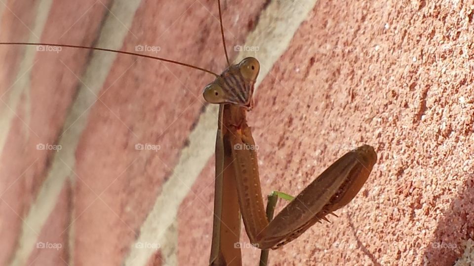 Silver Spring, Maryland: Closeup of a green praying mantis' face and upper body, climbing on a vertical red brick and light gray mortar wall. The mantis faces the camera with one leg raised.