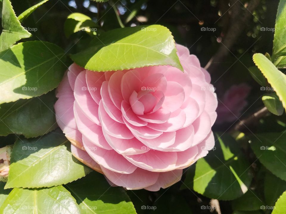 Pink flower