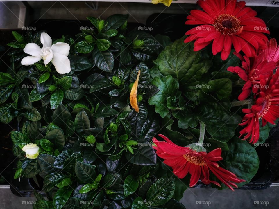 Plant green house Park colors greens