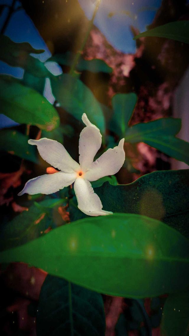 flowers