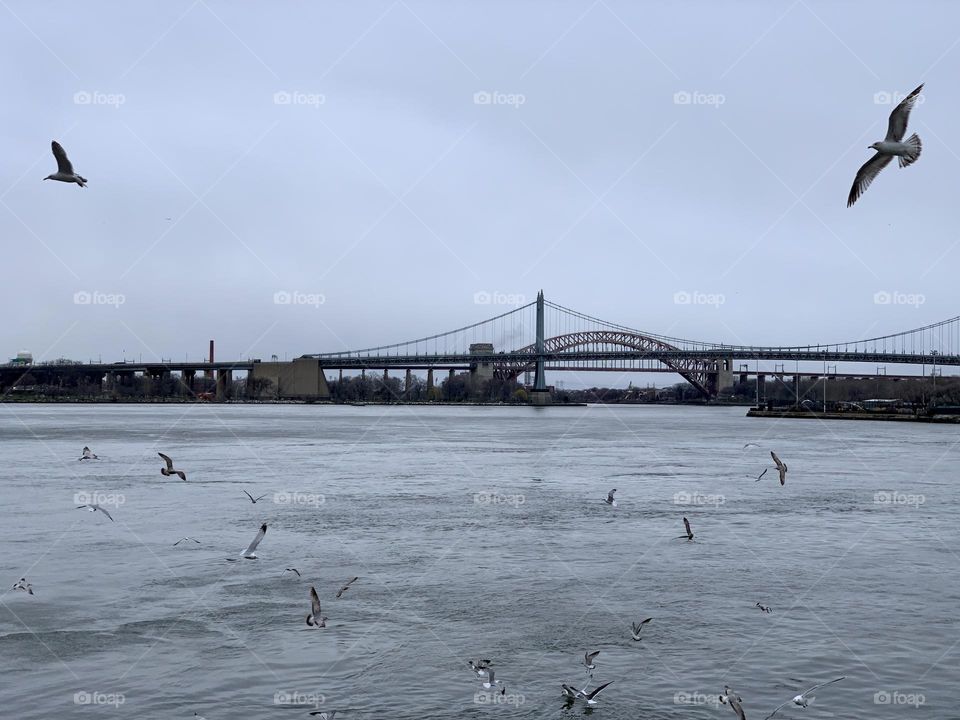 Flying seagulls and the bridge 