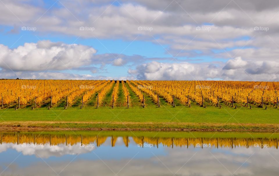 Vineyard symmetry 