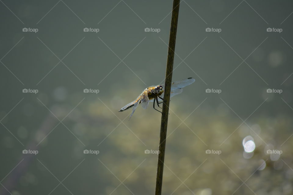 dragonfly