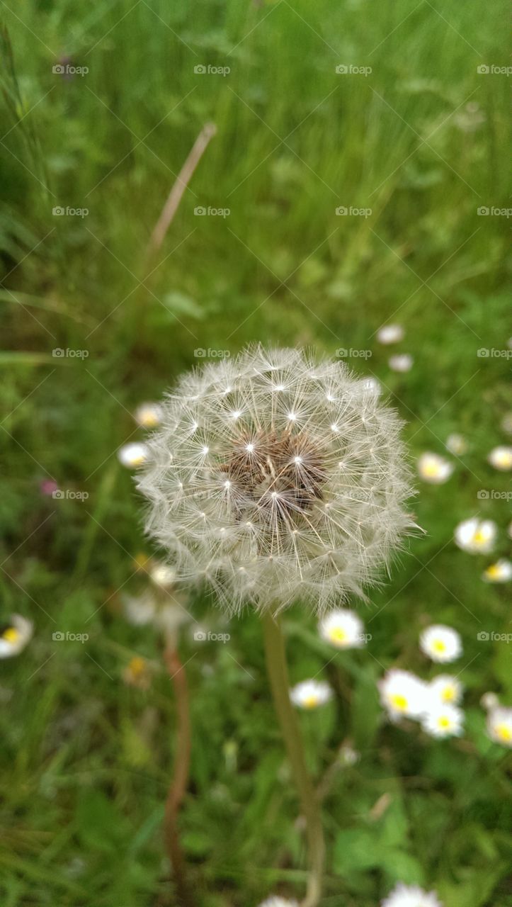 Dandelion, Grass, Nature, Summer, Flora