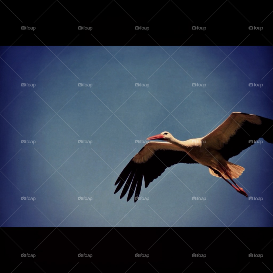 sky nature blue animal by gaguling