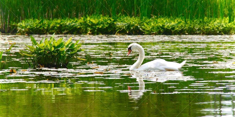 River Swan