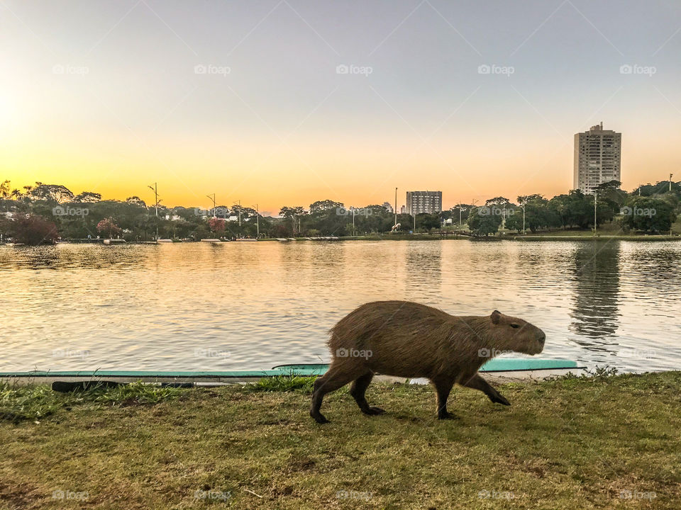 Capybara and the sunset 