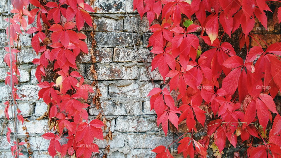 Red wild grape leaves against an old brick wall, autumn 2016