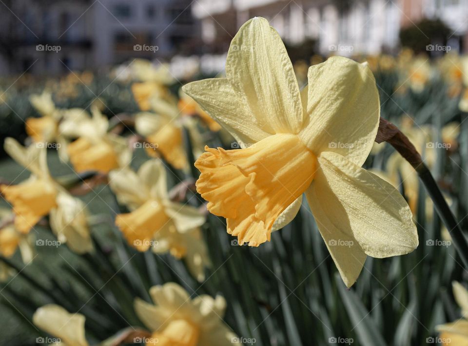 Bright yellow daffodils in an urban park