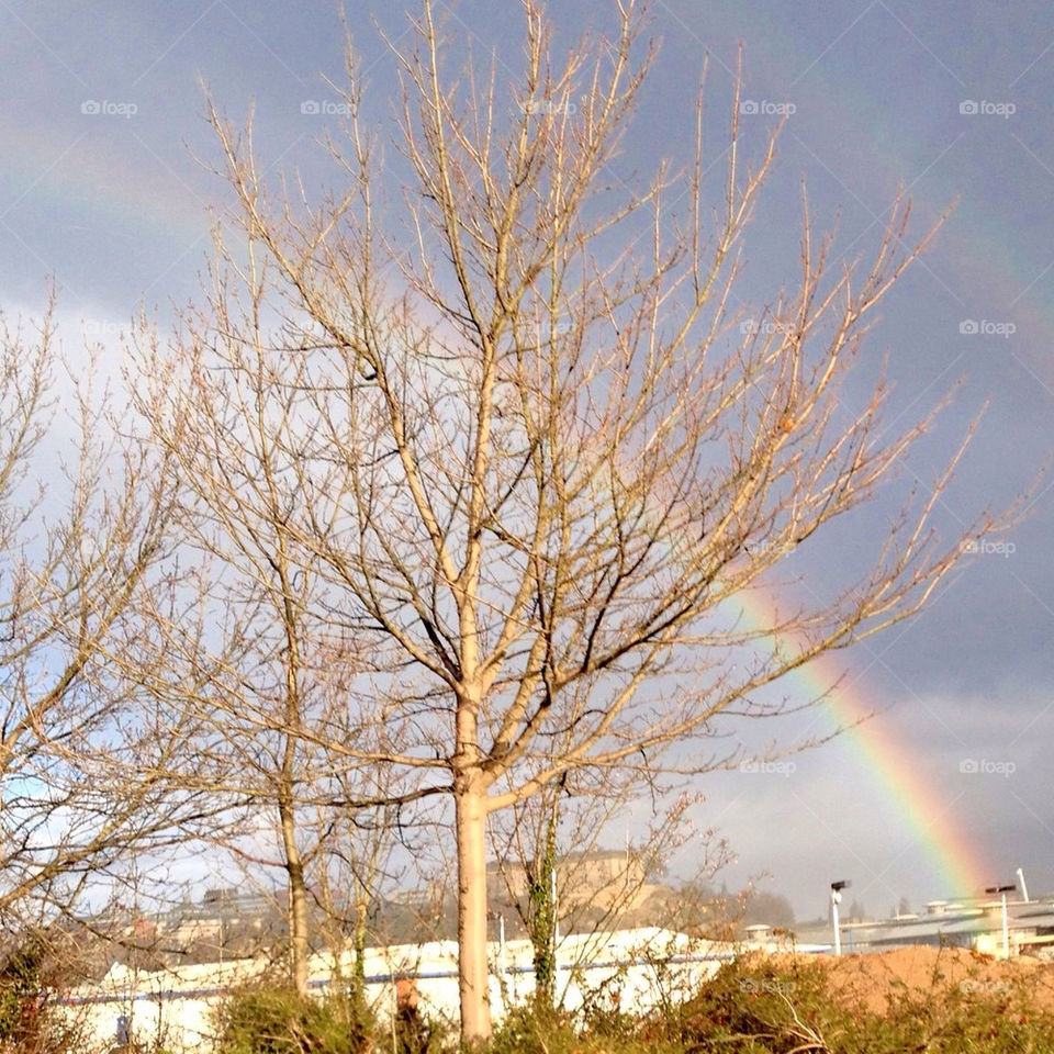 winter sky trees rainbow by bob54
