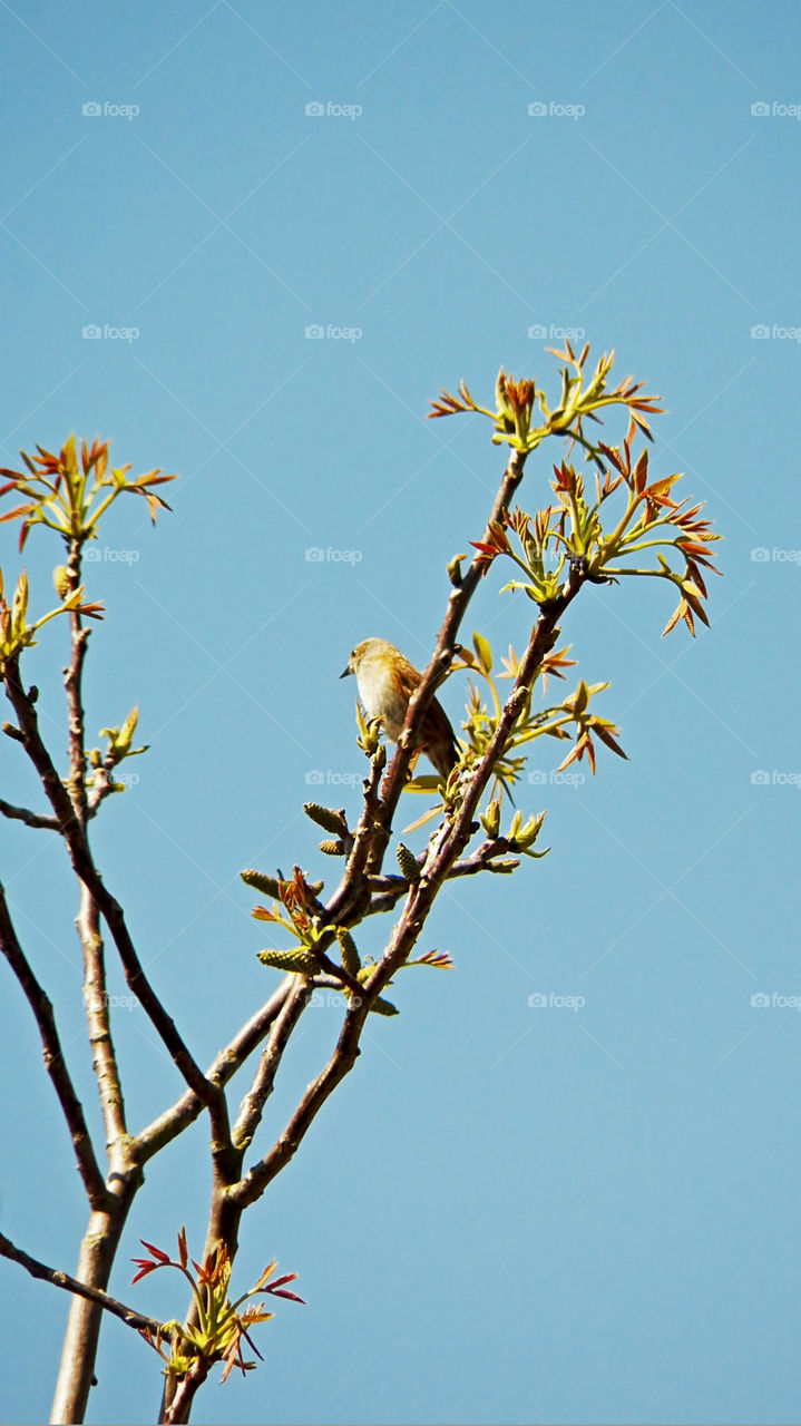 One rouserolle effarvate perched in branch tree high section shooted by a sunny day