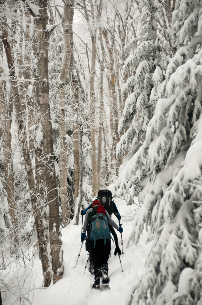 snow trees ice forest by bobmanley