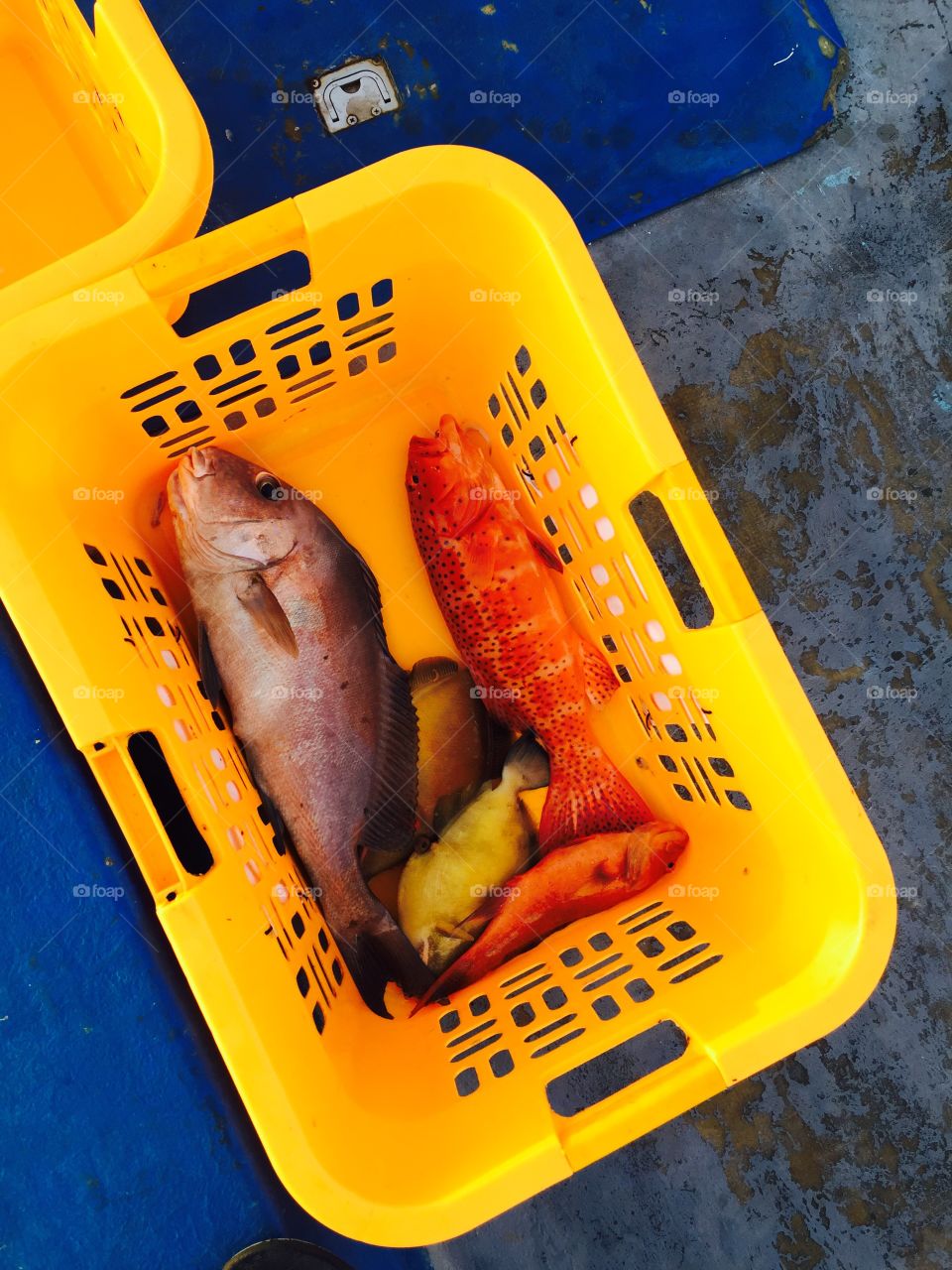 #fish #maldives #basket 