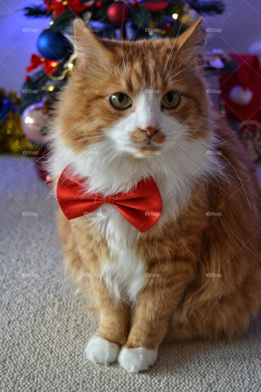 magenta colour happy New year cat beautiful portrait