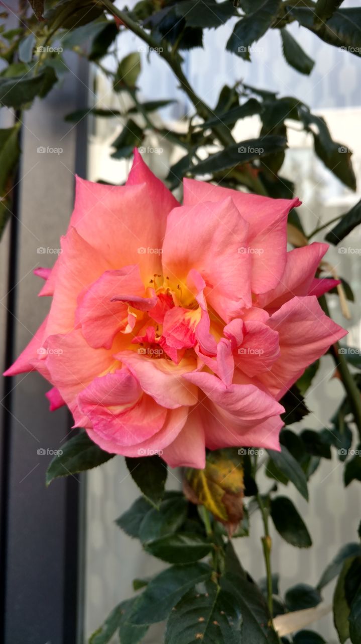 Rosa