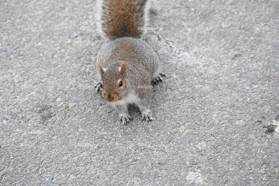 A squirrel on a city pavement
