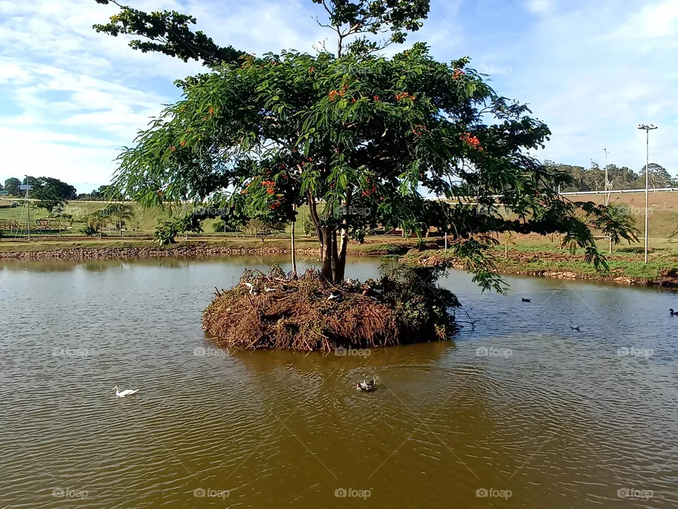 patos