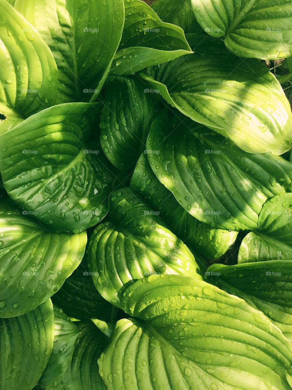 Green plant background