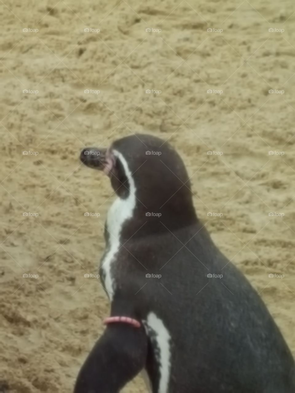 penguin