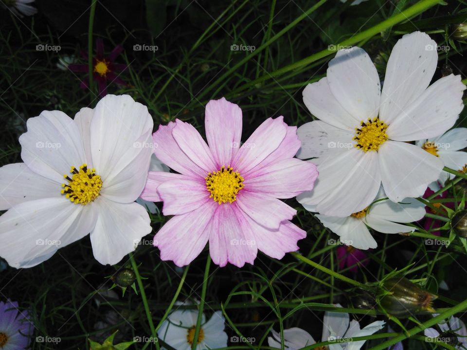 Цветы цинии