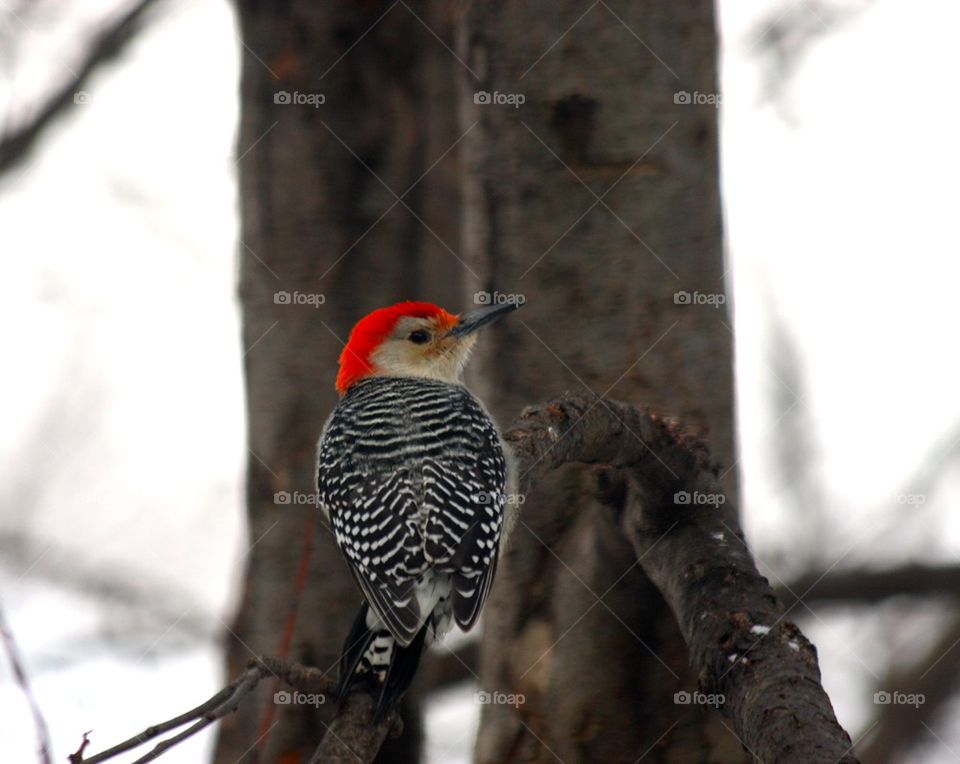 Red Bellied Woodpecker