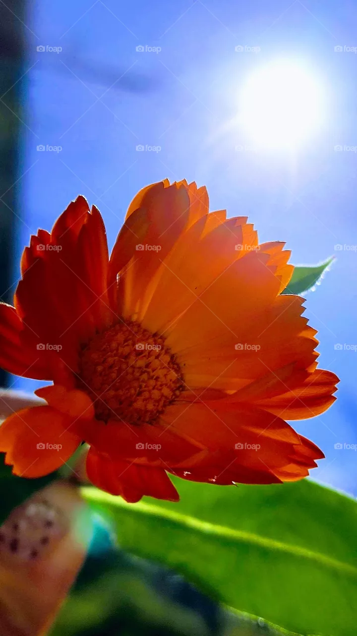 calendula