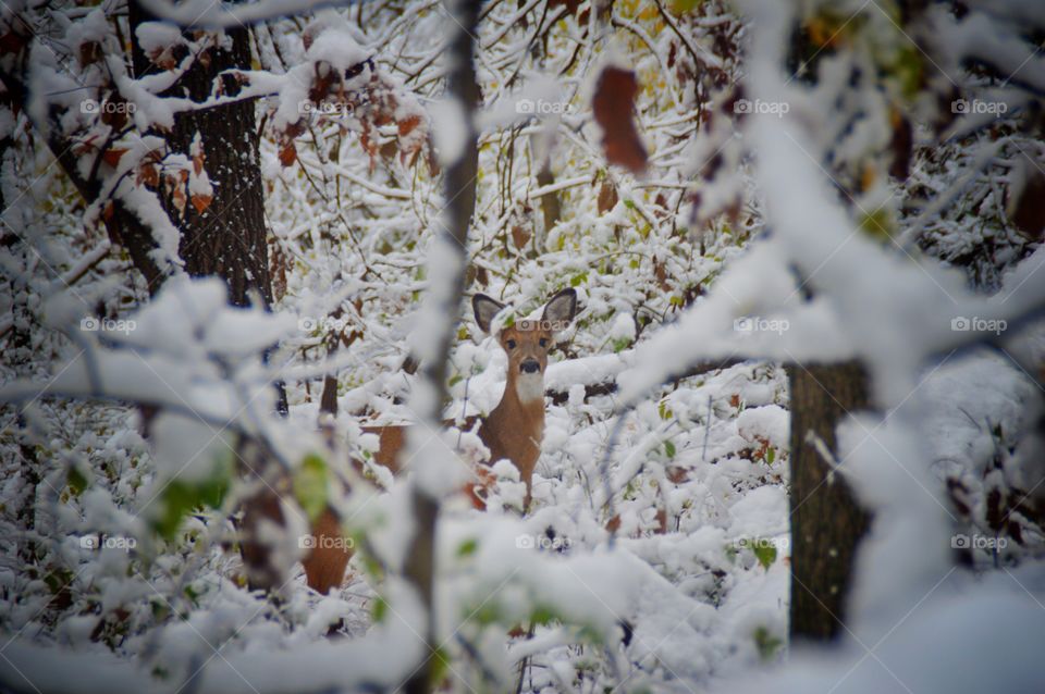 Curious deer emerging from the snowy trees.
