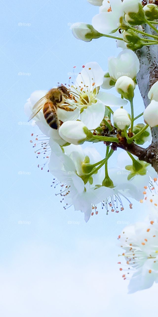 A bee  pollinating the cherry blossom flower